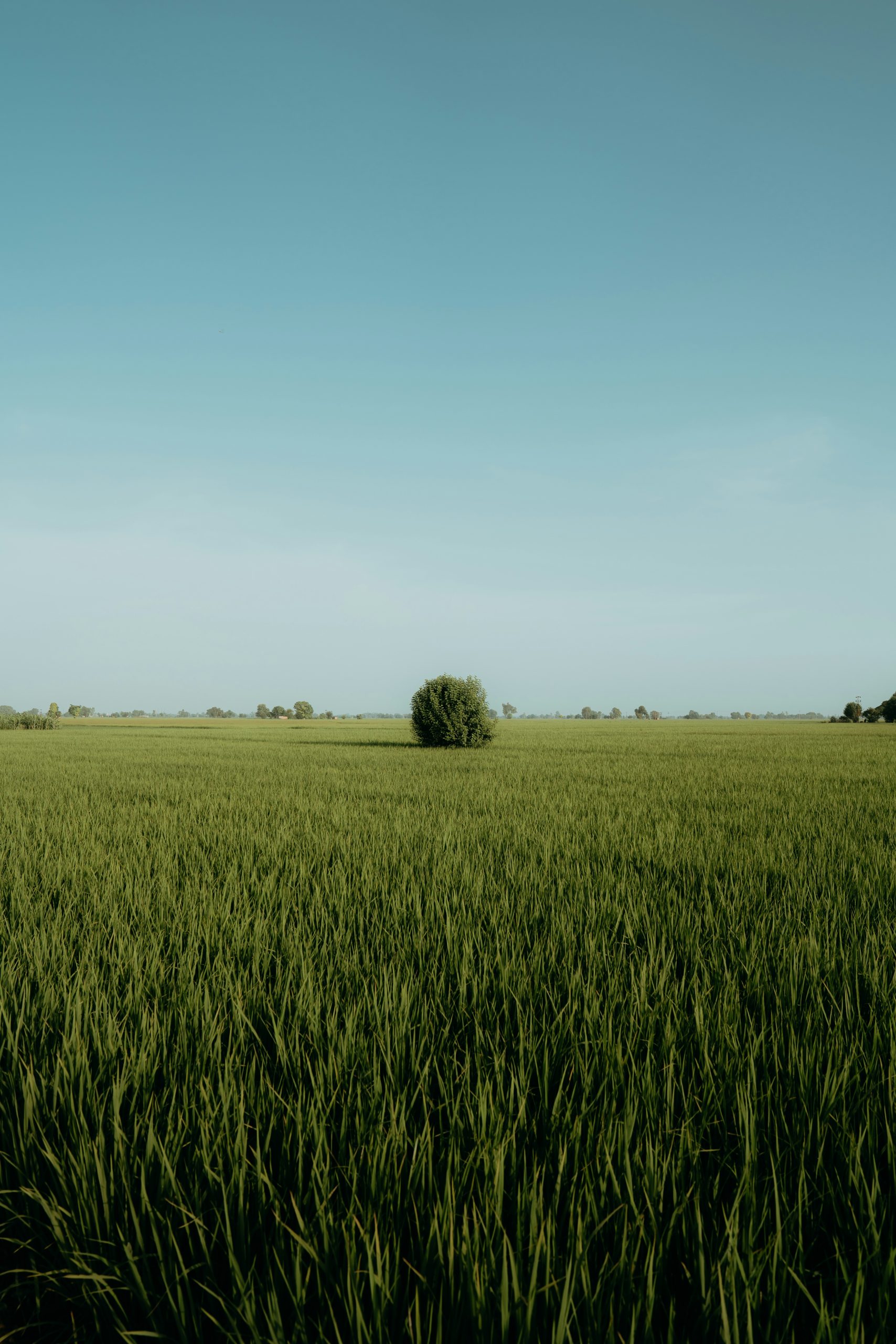 Native Sourcing